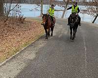 draft-percheron-horse