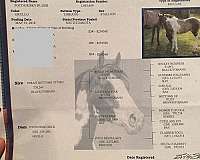 apha-grulla-gelding