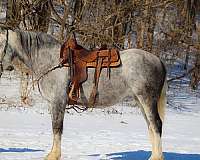 all-around-percheron-horse