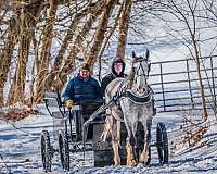 athletic-percheron-horse