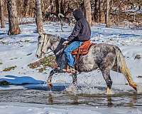 draft-percheron-horse