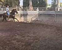 jumping-thoroughbred-horse