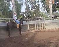 natural-horsemanship-training-thoroughbred-horse