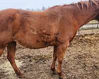 buckskin-palomino-ranch-working-horse