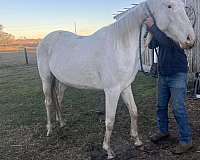 jumper-trained-hanoverian-horse