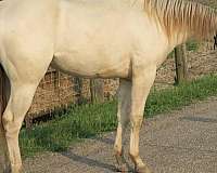 quarter-horse-for-sale