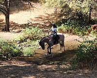 dun-roan-draft-horse