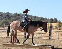 dun-roan-ridden-english-horse