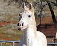 dressage-arabian-horse