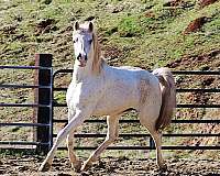 endurance-arabian-horse