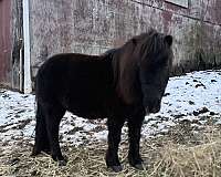 miniature-horse-for-sale