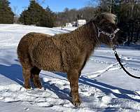 miniature-horse