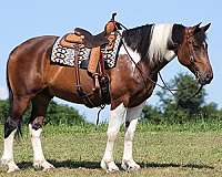 bay-tobiano-roping-trail-horse