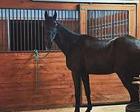 tennessee-walking-gelding