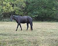 tennessee-walking-horse-for-sale