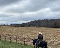 tennessee-walking-horse