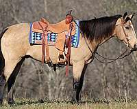 all-around-quarter-horse