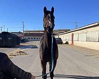 dressage-thoroughbred-horse