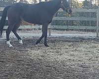 coggins-updated-thoroughbred-horse