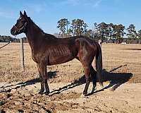 coggins-updated-thoroughbred-horse