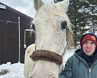 athletic-arabian-horse