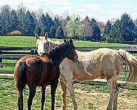 palomino-paint-gelding-bay-filly-horse