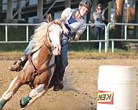 pinto-palomino-paint-gelding-bay-filly-horse