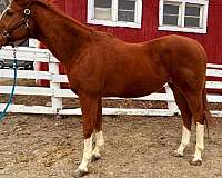 athletic-thoroughbred-horse