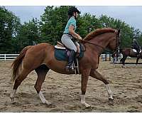 dressage-thoroughbred-horse