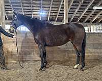 dressage-appendix-horse