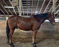 all-around-morgan-horse