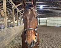 dressage-morgan-horse