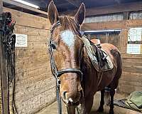 beginner-quarter-horse