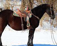 moves-out-friesian-horse