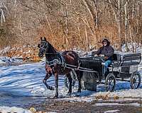 supreme-friesian-horse