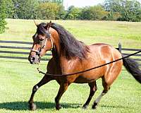 gaited-paso-fino-horse