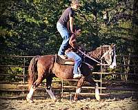 family-missouri-fox-trotter-horse