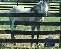 breeder-paso-fino-horse