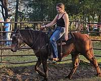 family-quarter-horse