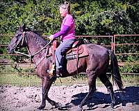 family-paso-fino-horse