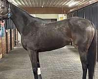 breeding-thoroughbred-horse