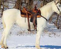 all-around-quarter-horse