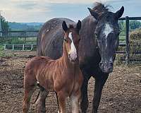 bay-appaloosa-colt