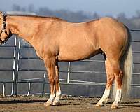 athletic-quarter-horse