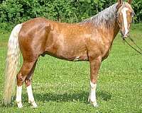 athletic-quarter-horse