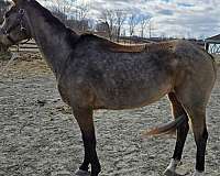 quarter-horse-for-sale