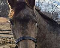 quarter-horse-mare