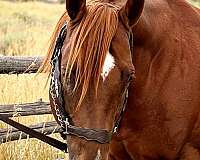 athletic-quarter-horse