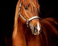 horsemanship-quarter-horse