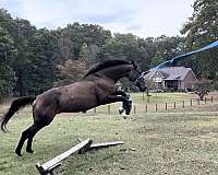 all-around-thoroughbred-horse